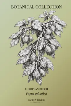 EUROPEAN BEECH: Botanical Notebook Featuring Fagus sylvatica (The Botanical Collection) Baixar grátis
